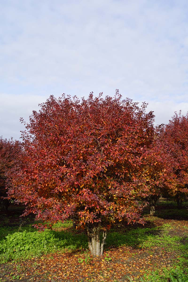 Prunus incisa 'Kojou-no-mai' meerstammig / struik meerstammig