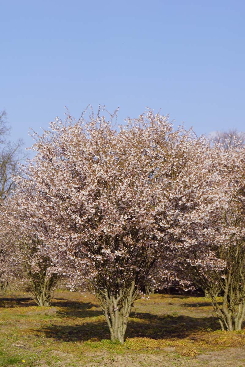 Prunus incisa 'Kojou-no-mai' meerstammig / struik meerstammig