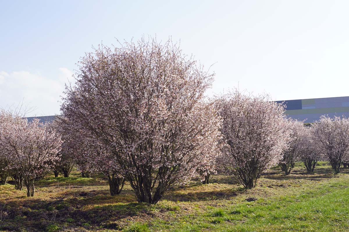 Prunus incisa 'Kojou-no-mai' meerstammig / struik meerstammig