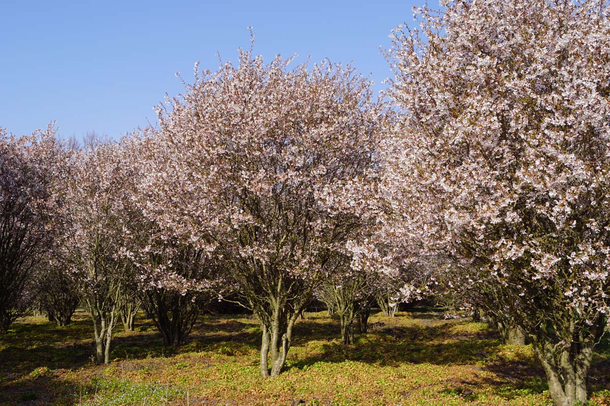 Prunus incisa 'Kojou-no-mai' meerstammig / struik meerstammig