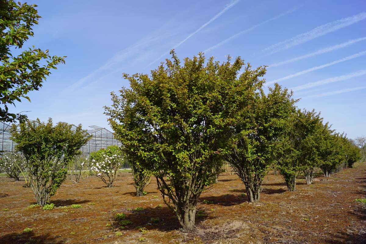 Prunus incisa 'Kojou-no-mai' meerstammig / struik meerstammig