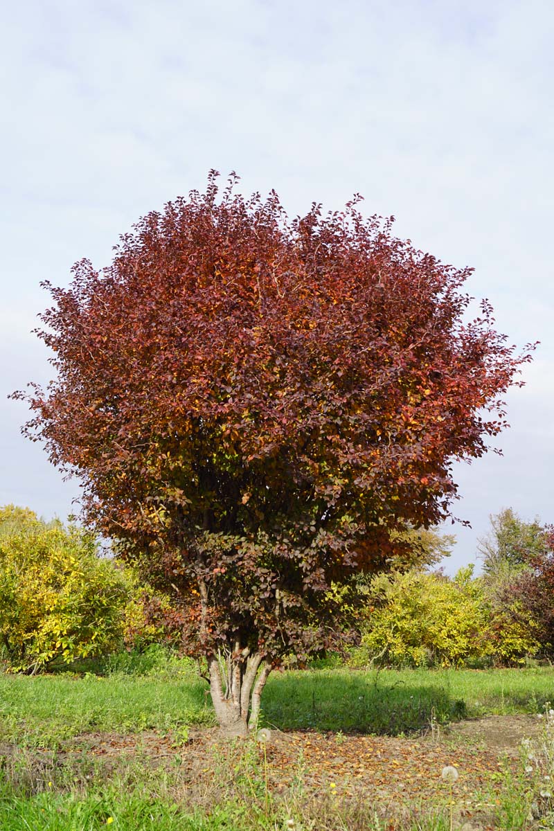 Prunus incisa 'Kojou-no-mai' meerstammig / struik meerstammig