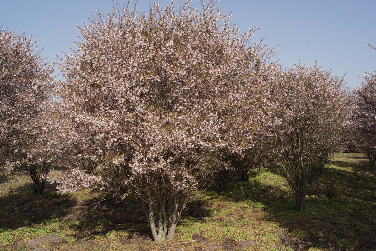 Prunus incisa 'Kojou-no-mai' meerstammig / struik meerstammig
