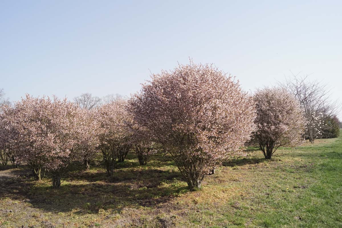 Prunus incisa 'Kojou-no-mai' meerstammig / struik meerstammig