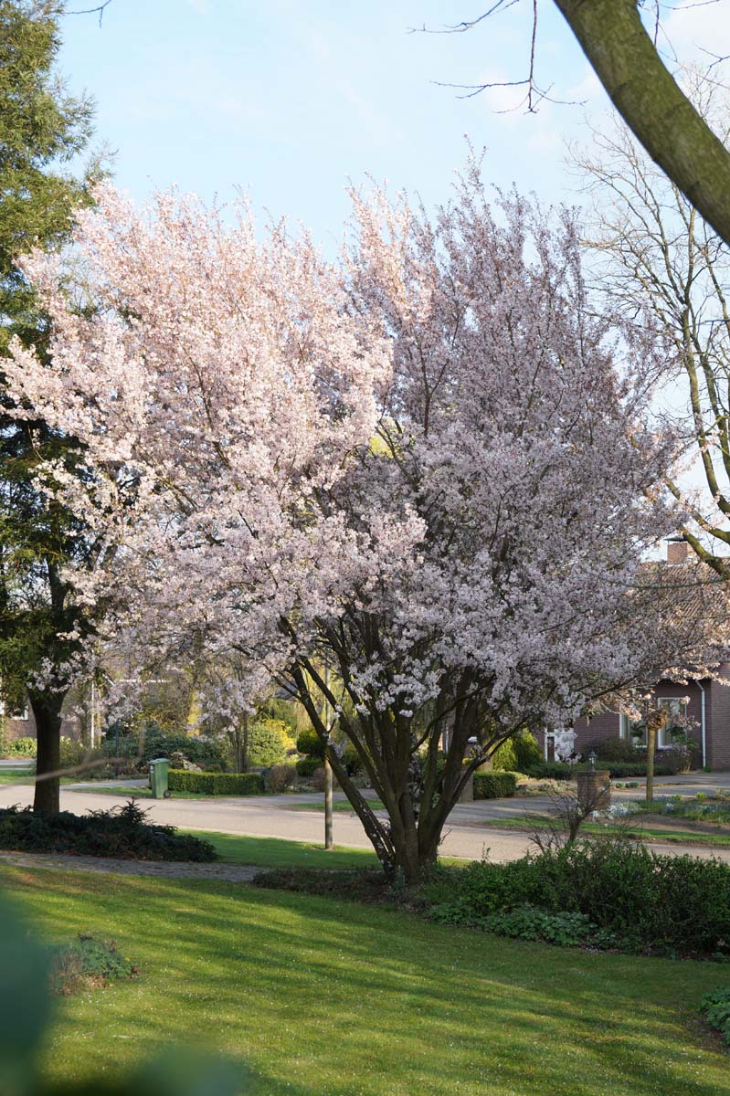Prunus incisa 'Mikinori' meerstammig / struik meerstammig
