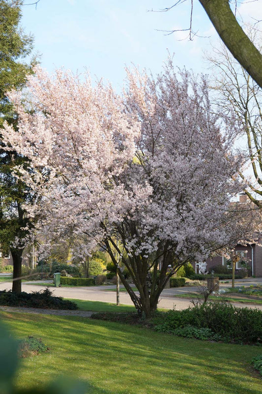 Prunus incisa 'Mikinori' meerstammig / struik meerstammig