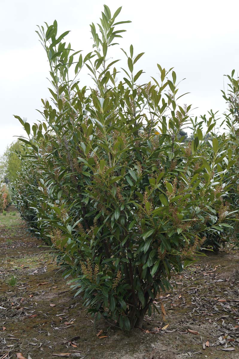 Prunus laurocerasus 'Caucasica' Mehrstämmig / Strauch