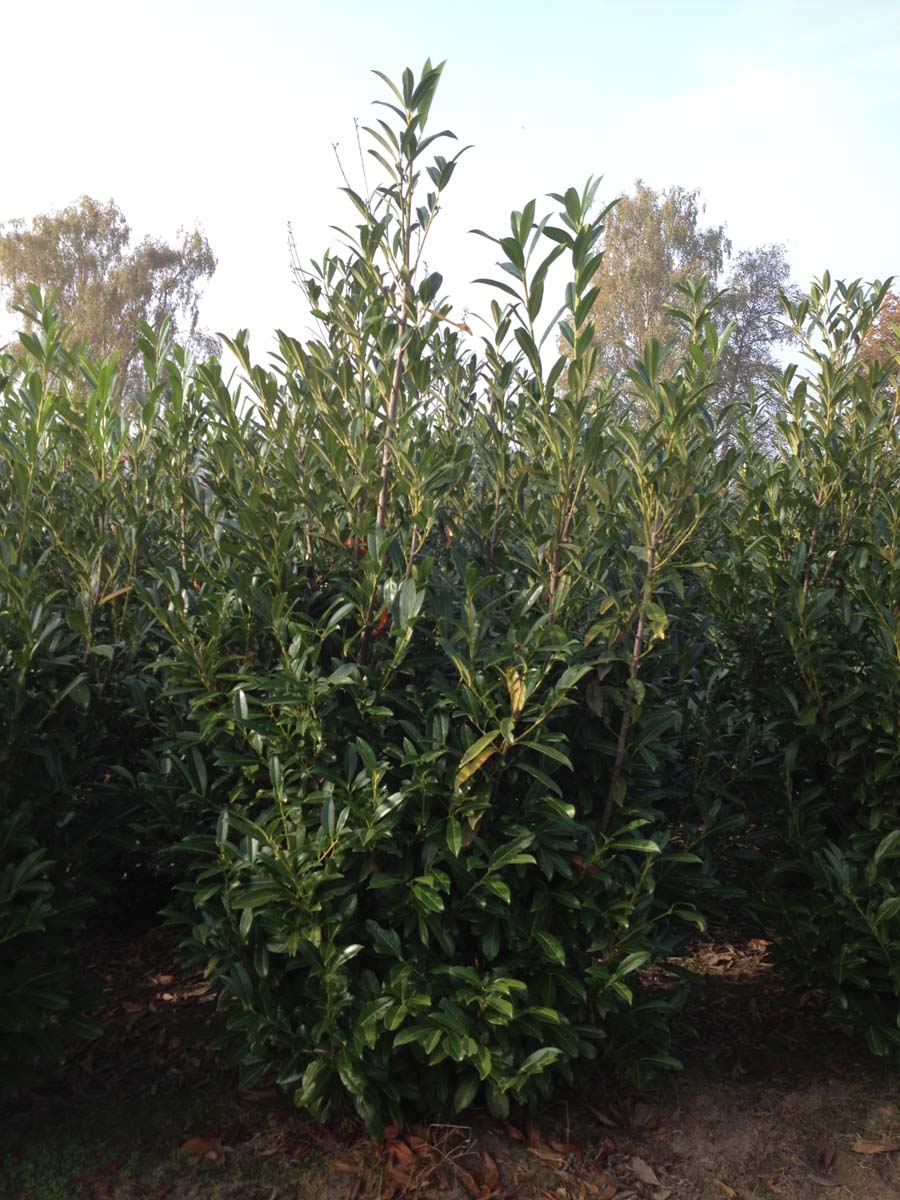 Prunus laurocerasus 'Caucasica' meerstammig / struik struik