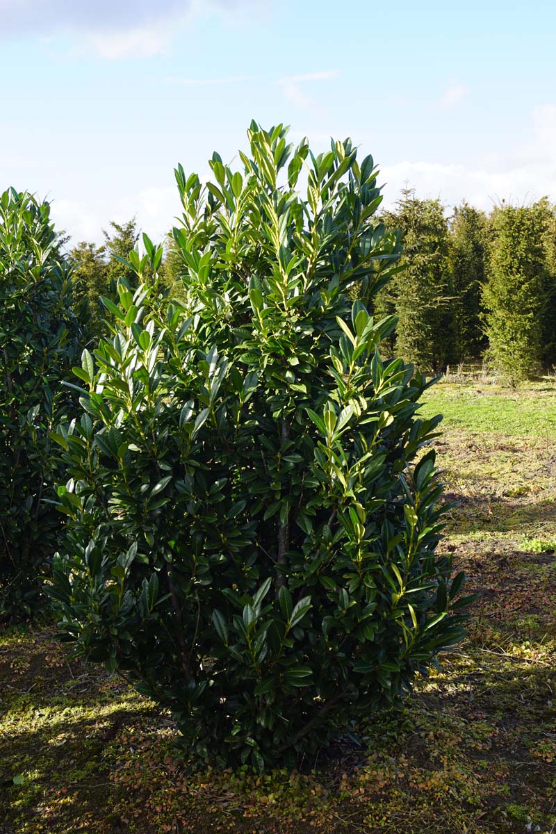 Prunus laurocerasus 'Greentorch' meerstammig / struik struik
