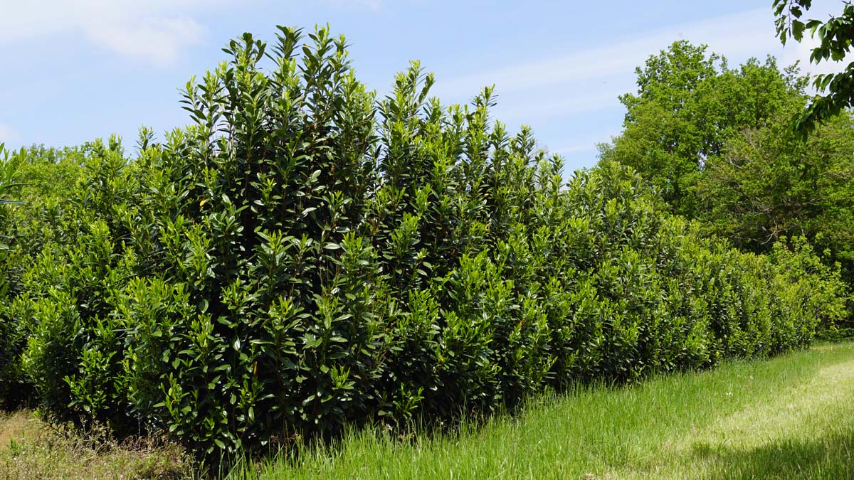 Prunus laurocerasus 'Greentorch' meerstammig / struik struik