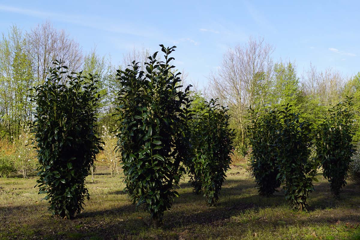 Prunus laurocerasus 'Greentorch' meerstammig / struik struik