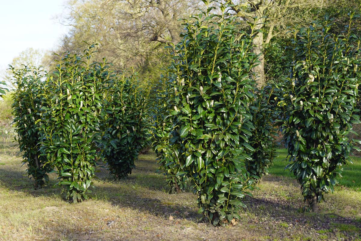Prunus laurocerasus 'Greentorch' meerstammig / struik struik