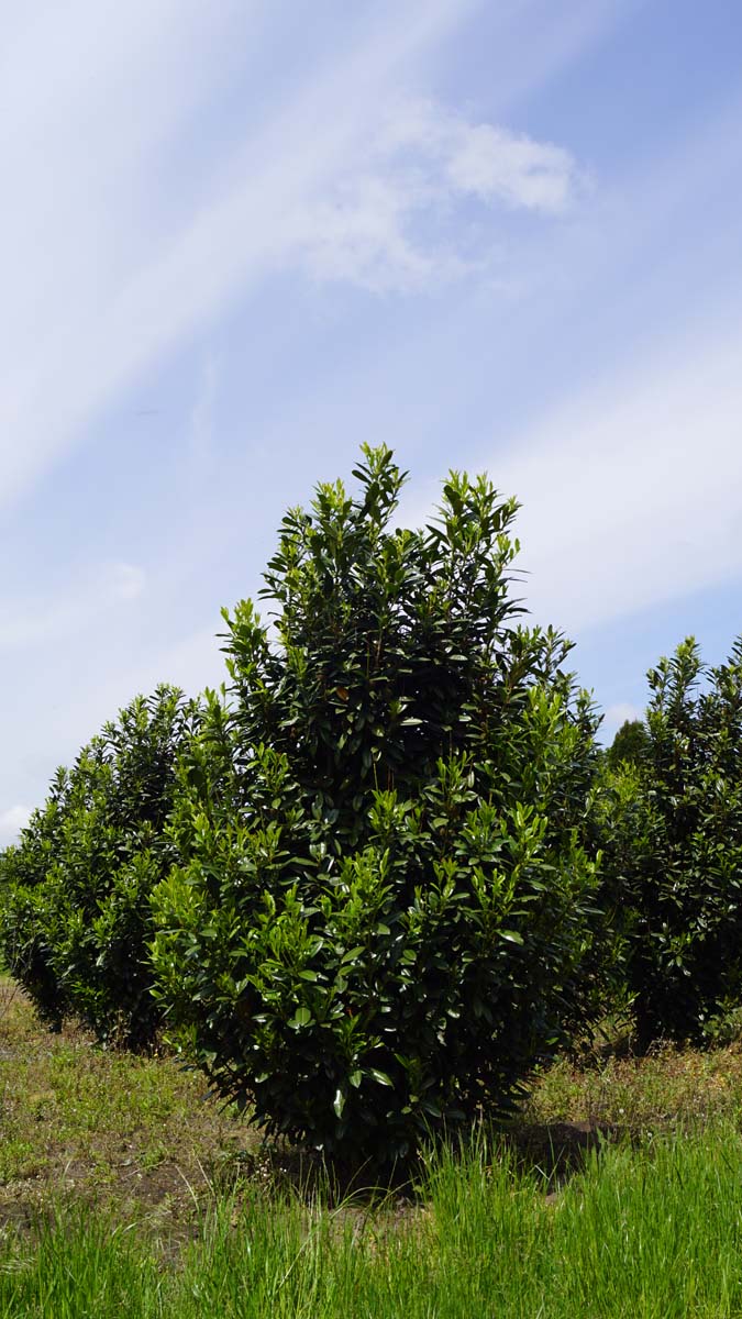 Prunus laurocerasus 'Greentorch' meerstammig / struik struik