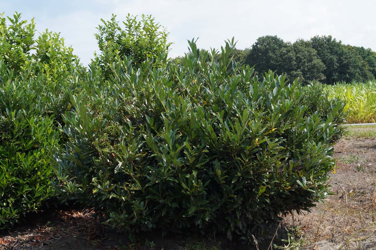 Prunus laurocerasus 'Otto Luyken' meerstammig / struik struik