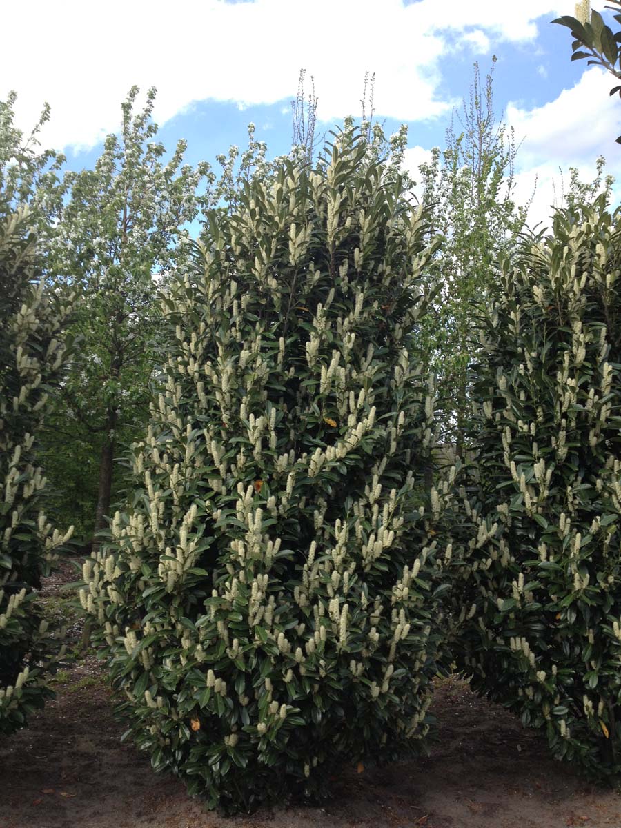 Prunus laurocerasus 'Reynvaanii' meerstammig / struik struik