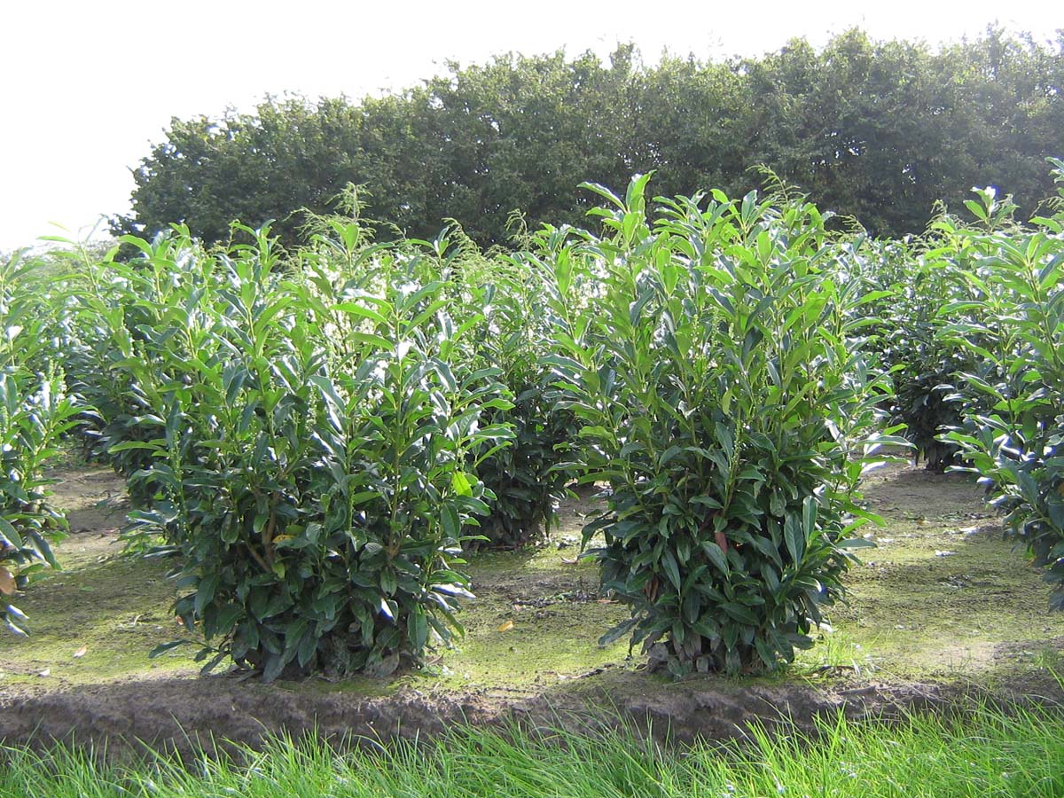 Prunus laurocerasus 'Reynvaanii' meerstammig / struik struik