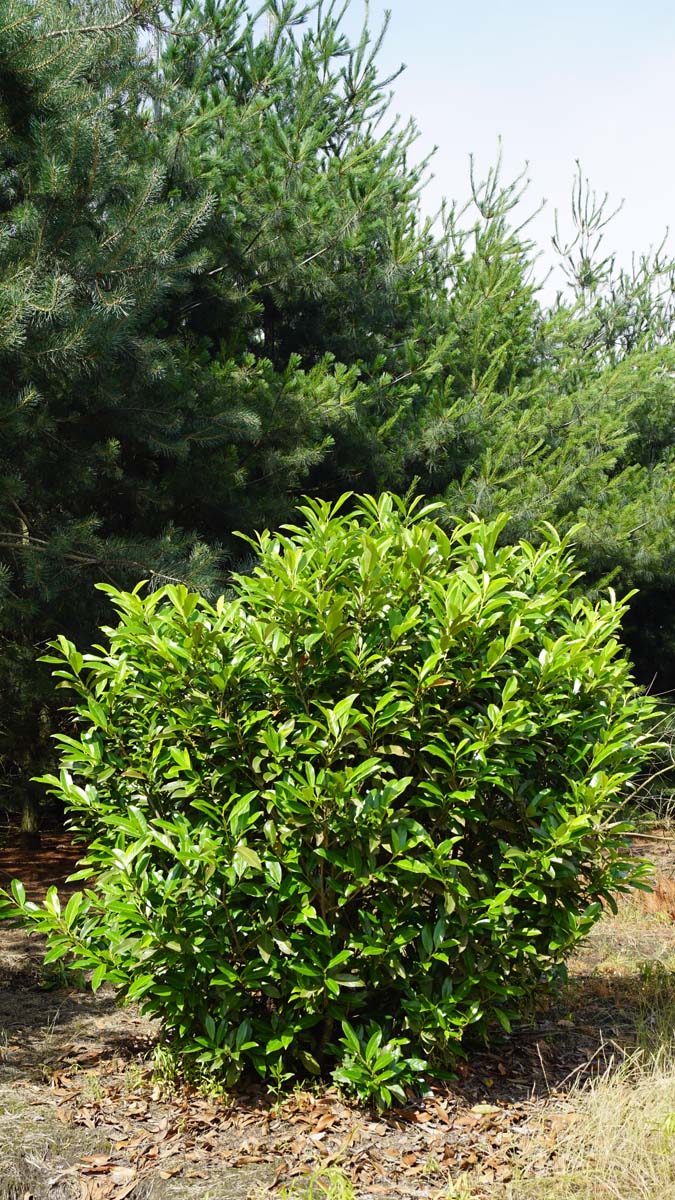 Prunus laurocerasus 'Reynvaanii' meerstammig / struik struik