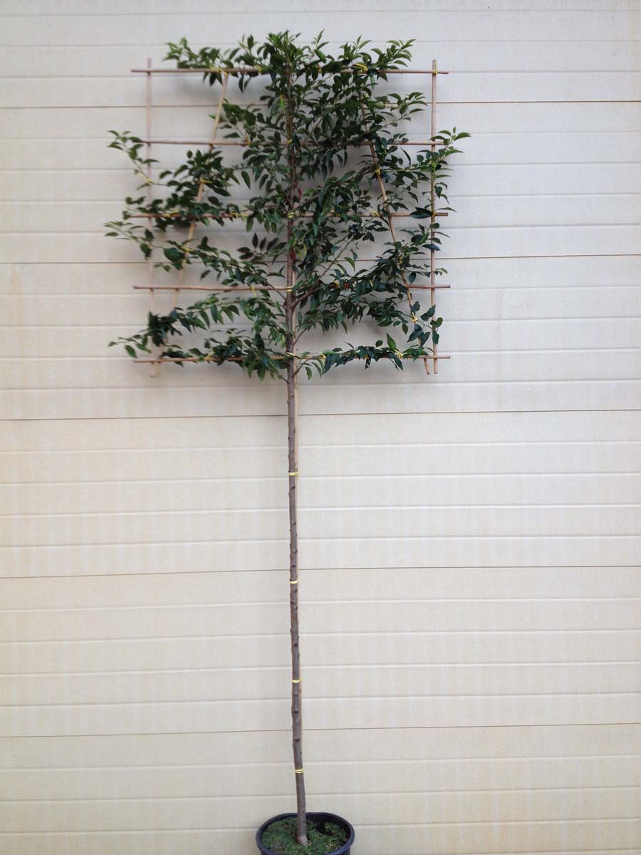 Prunus lusitanica 'Angustifolia' leiboom leiboom