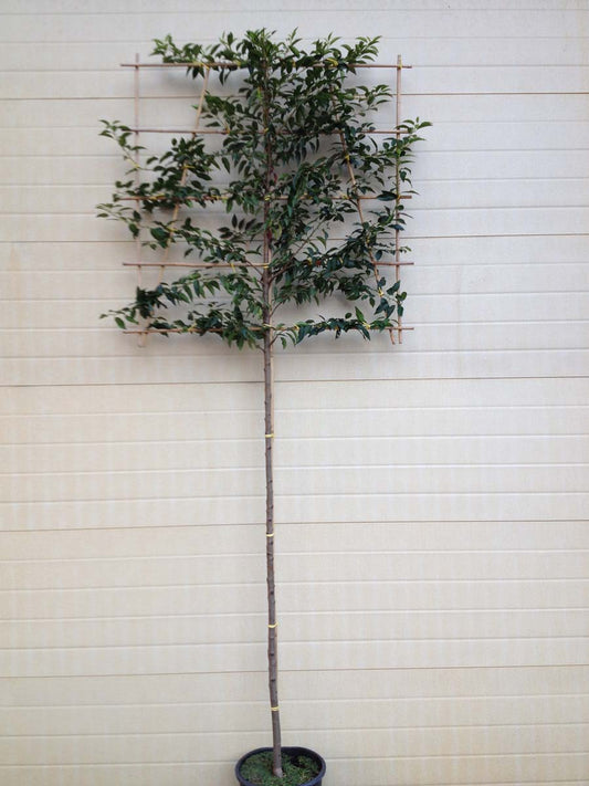 Prunus lusitanica 'Angustifolia' leiboom leiboom