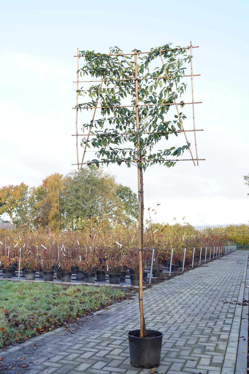 Prunus lusitanica 'Angustifolia' leiboom leiboom