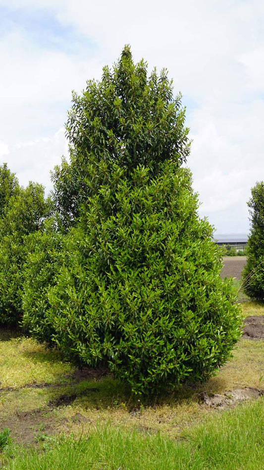 Prunus lusitanica 'Angustifolia' meerstammig / struik struik