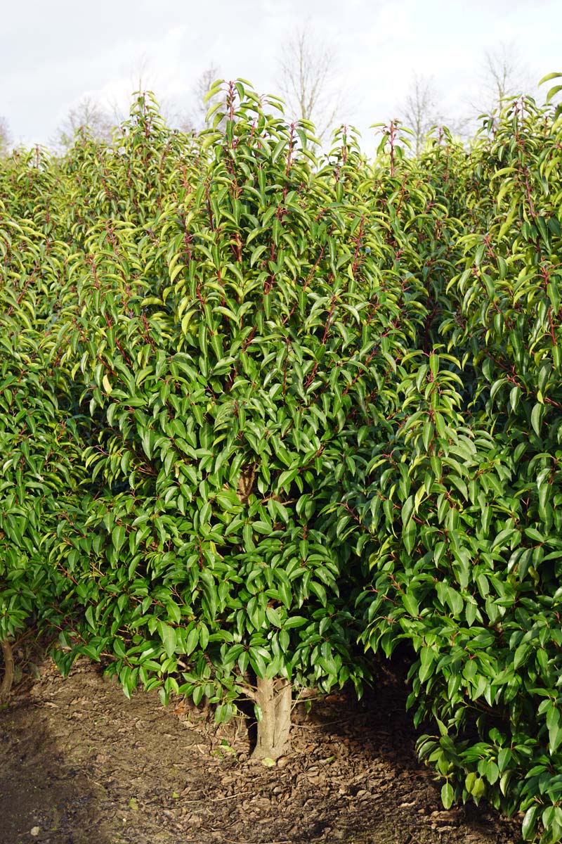 Prunus lusitanica 'Angustifolia' meerstammig / struik struik