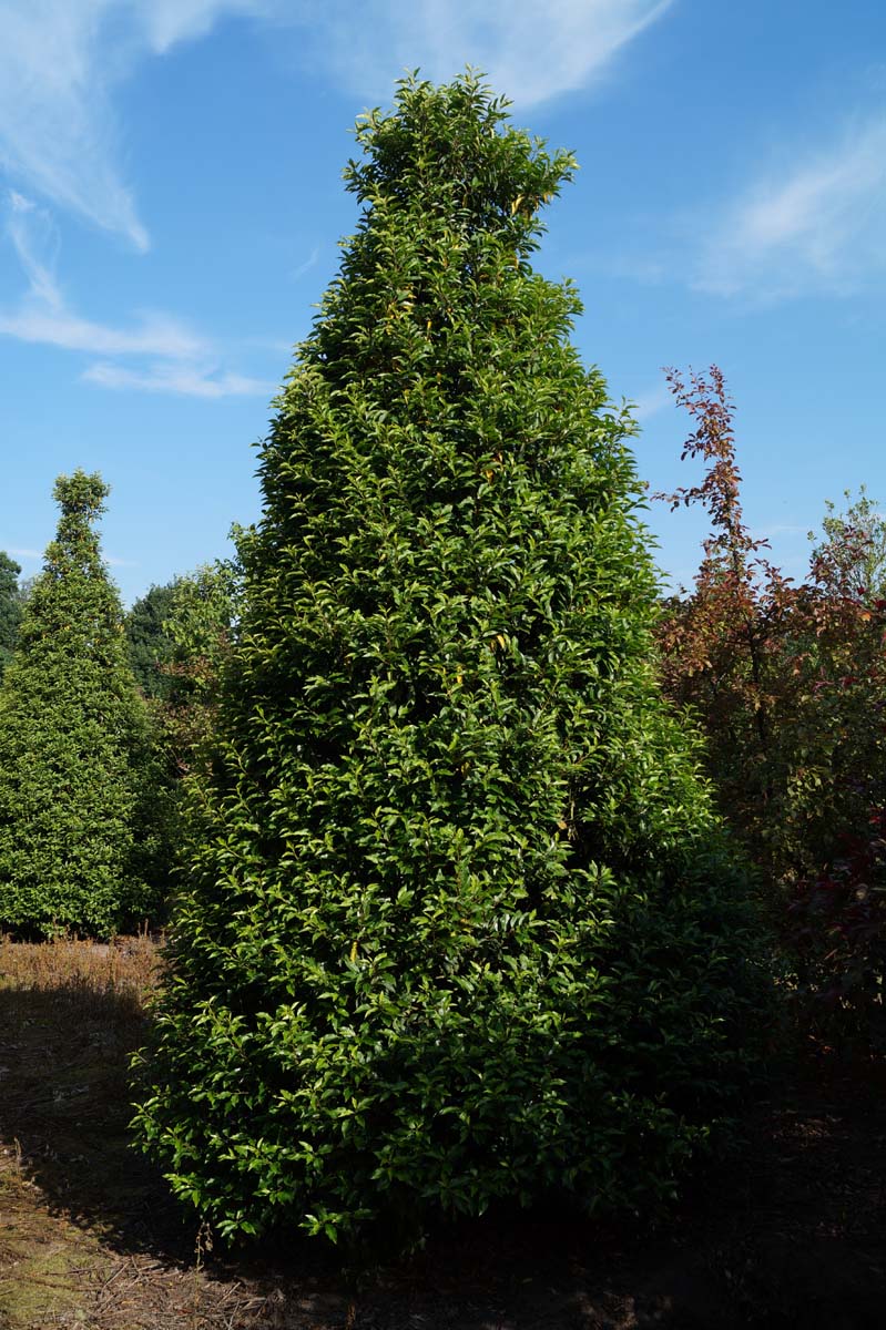 Prunus lusitanica 'Angustifolia' meerstammig / struik struik