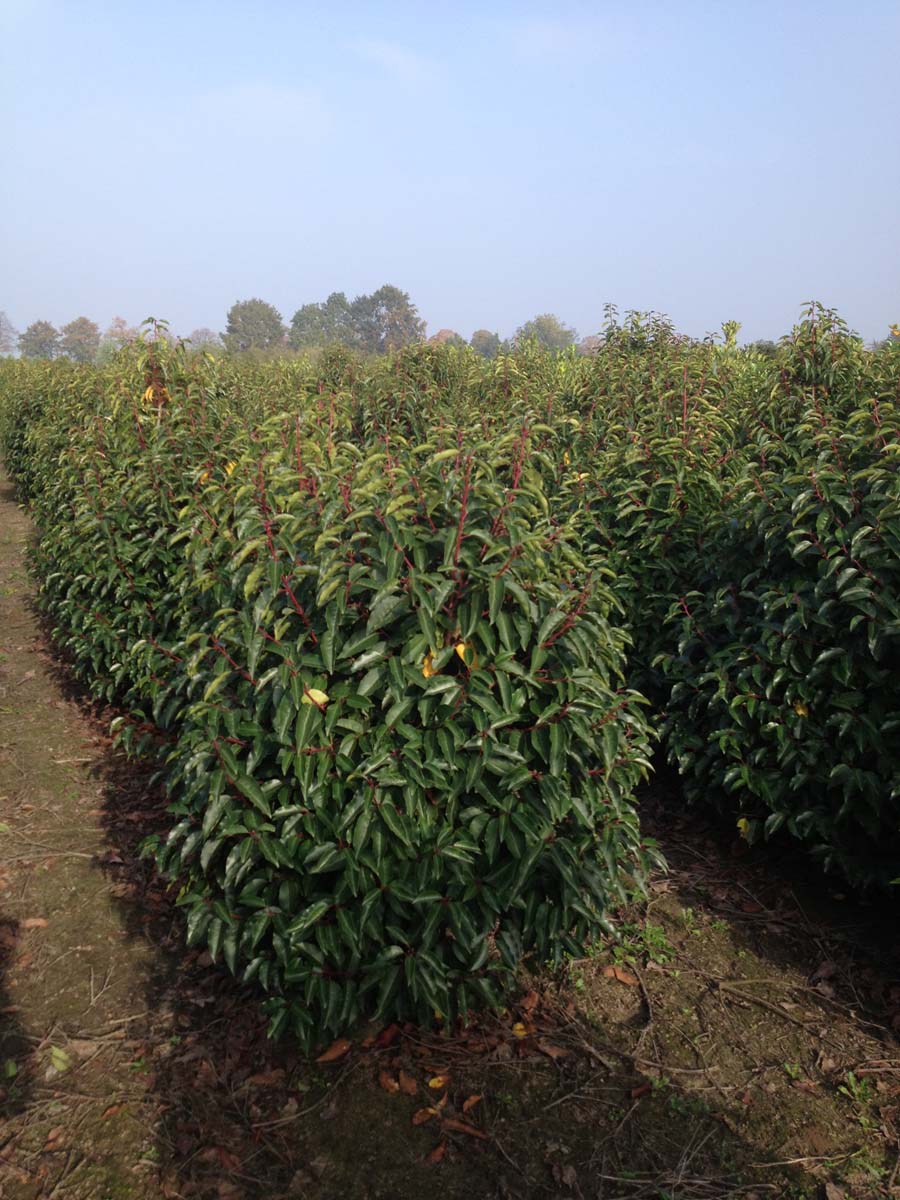 Prunus lusitanica 'Angustifolia' meerstammig / struik struik