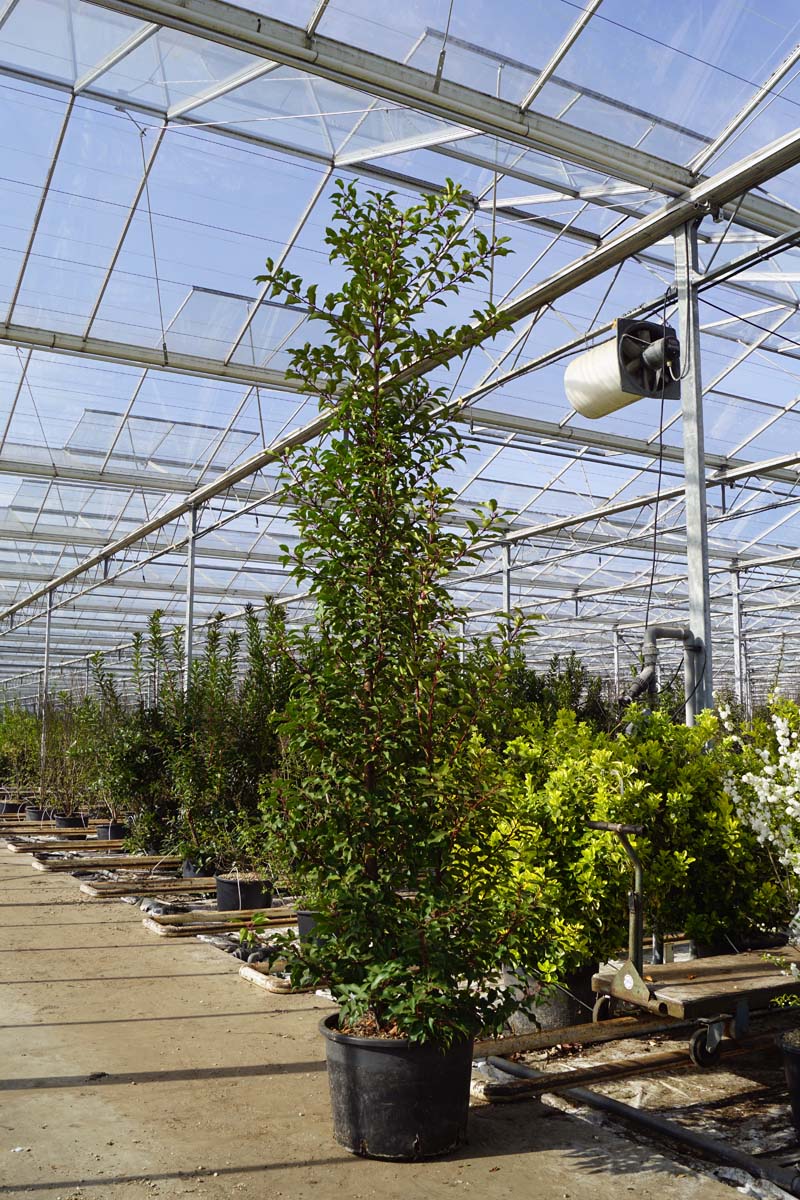 Prunus lusitanica 'Brenelia' meerstammig / struik struik