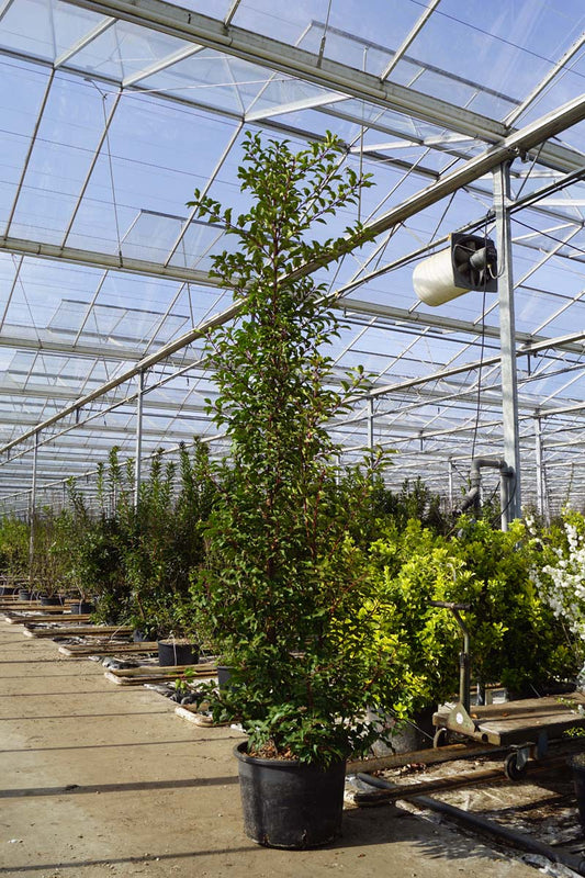 Prunus lusitanica 'Brenelia' meerstammig / struik struik