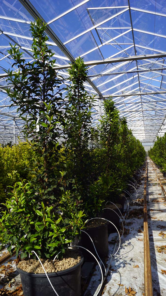 Prunus lusitanica 'Brenelia' meerstammig / struik struik