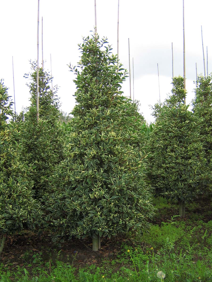 Prunus lusitanica 'Variegata' Mehrstämmig / Strauch