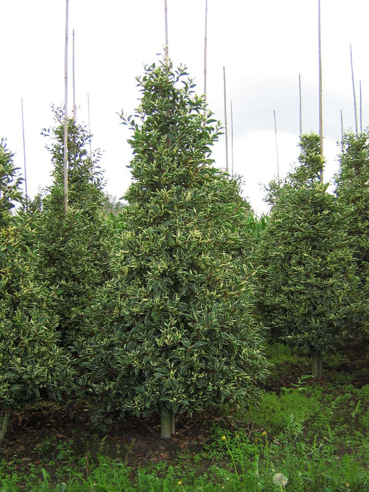 Prunus lusitanica 'Variegata' meerstammig / struik struik