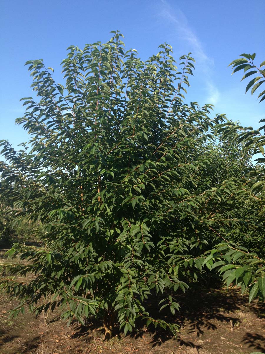 Prunus maackii 'Amber Beauty' meerstammig / struik meerstammig