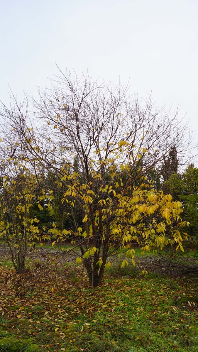 Prunus maackii 'Amber Beauty' meerstammig / struik meerstammig