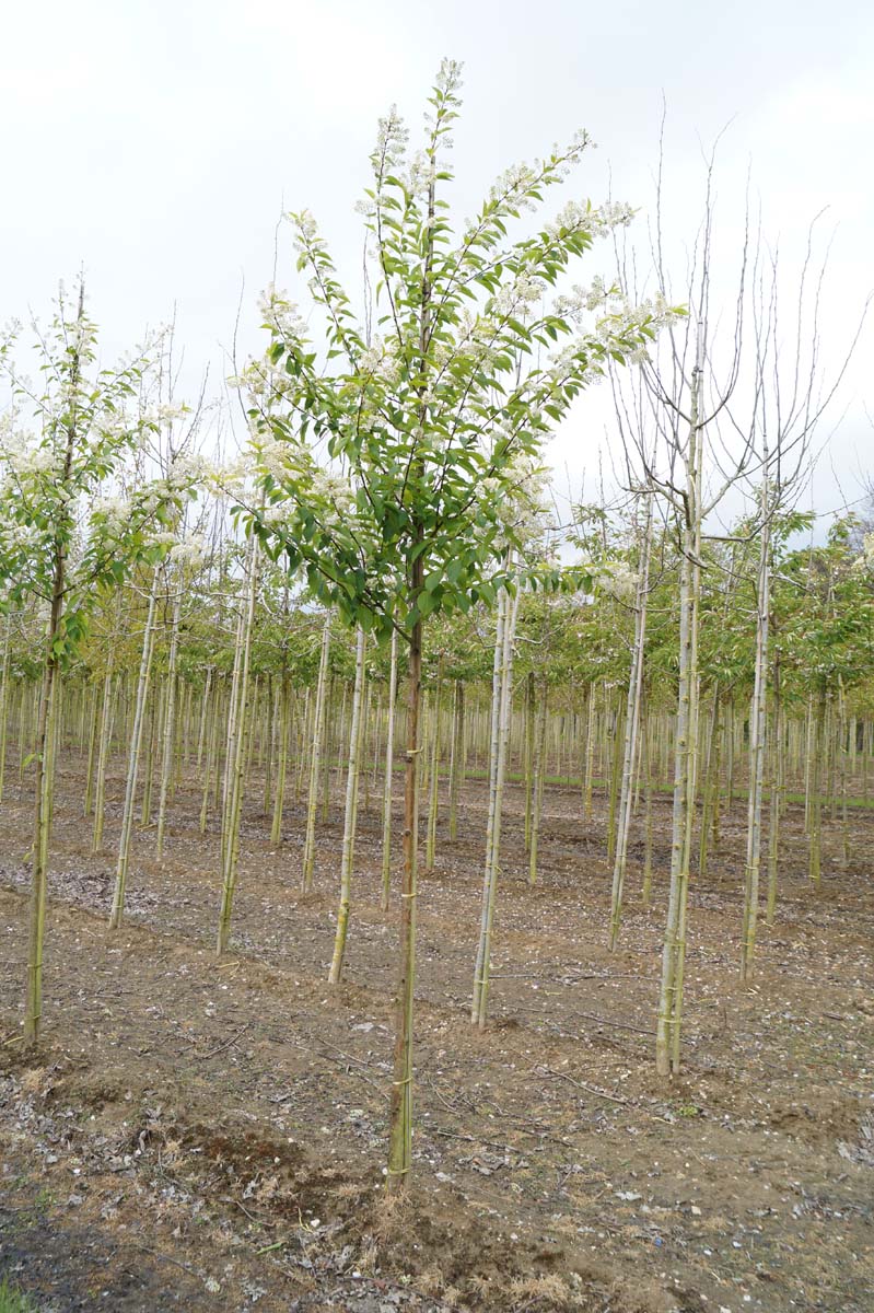 Prunus maackii 'Amber Beauty' op stam op stam
