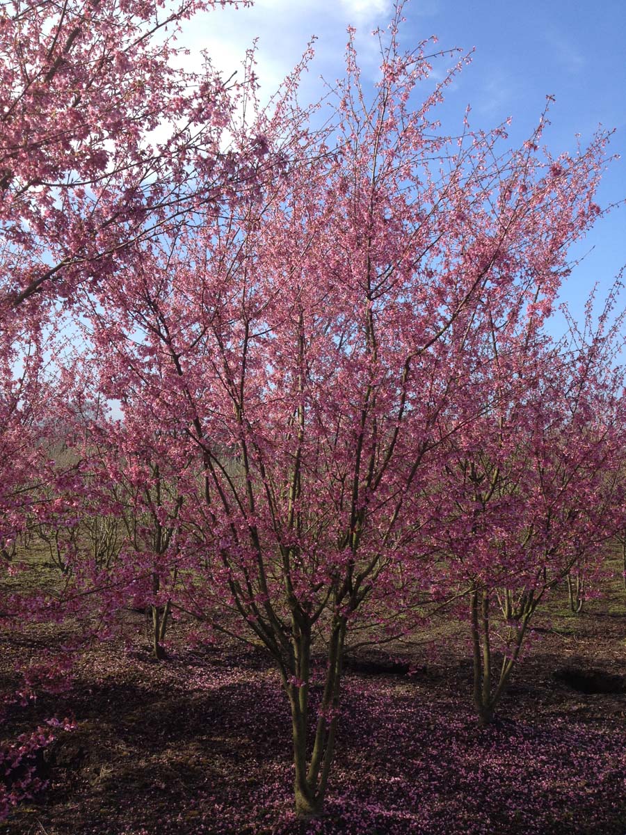 Prunus 'Okame' meerstammig / struik meerstammig