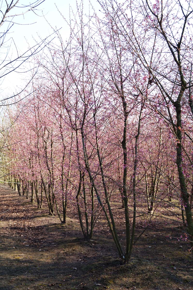Prunus 'Okame' meerstammig / struik meerstammig
