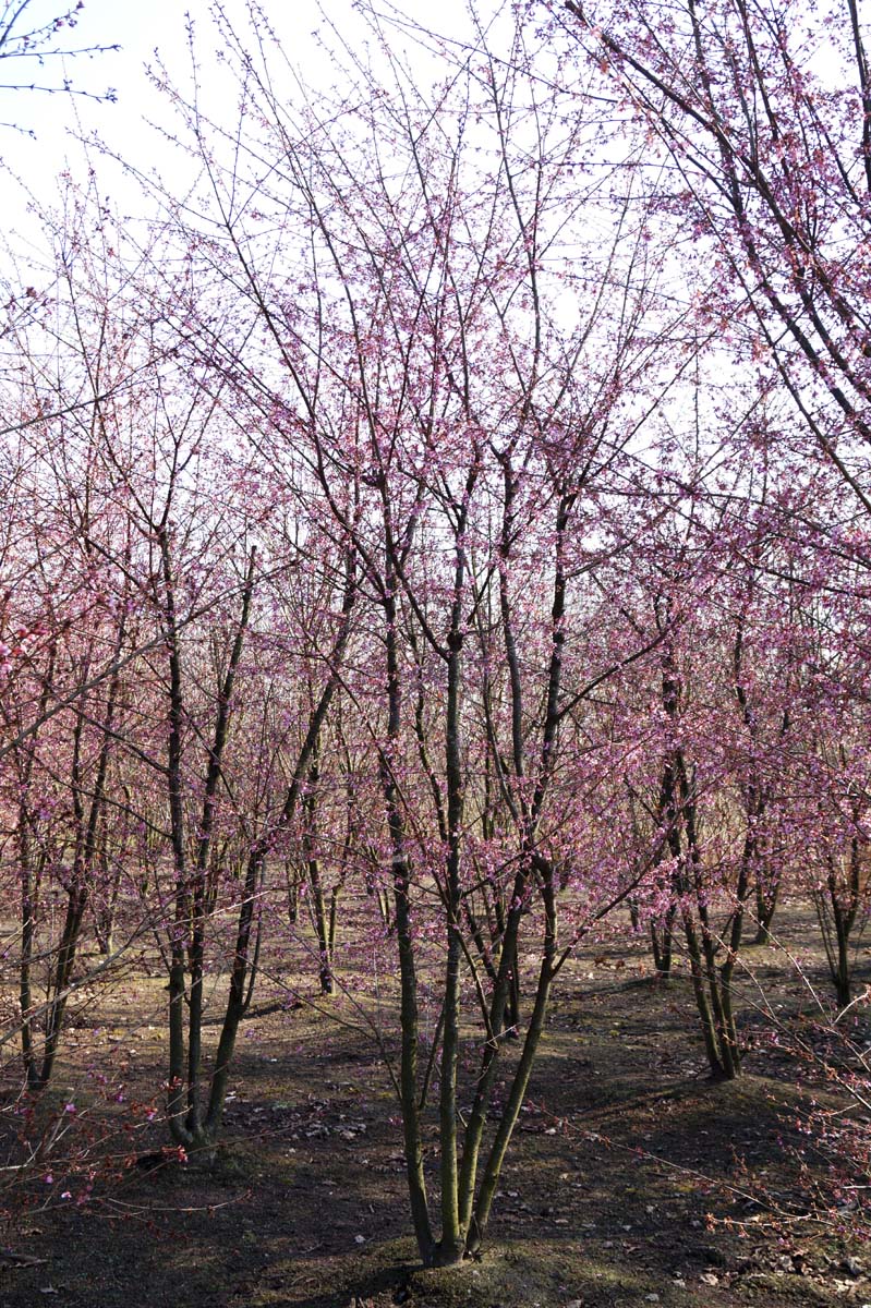Prunus 'Okame' meerstammig / struik meerstammig