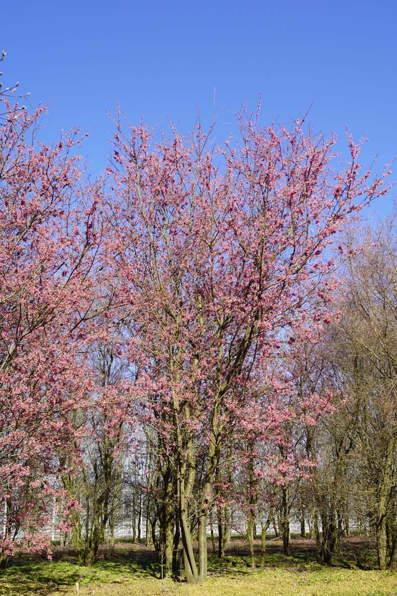 Prunus 'Okame' meerstammig / struik meerstammig