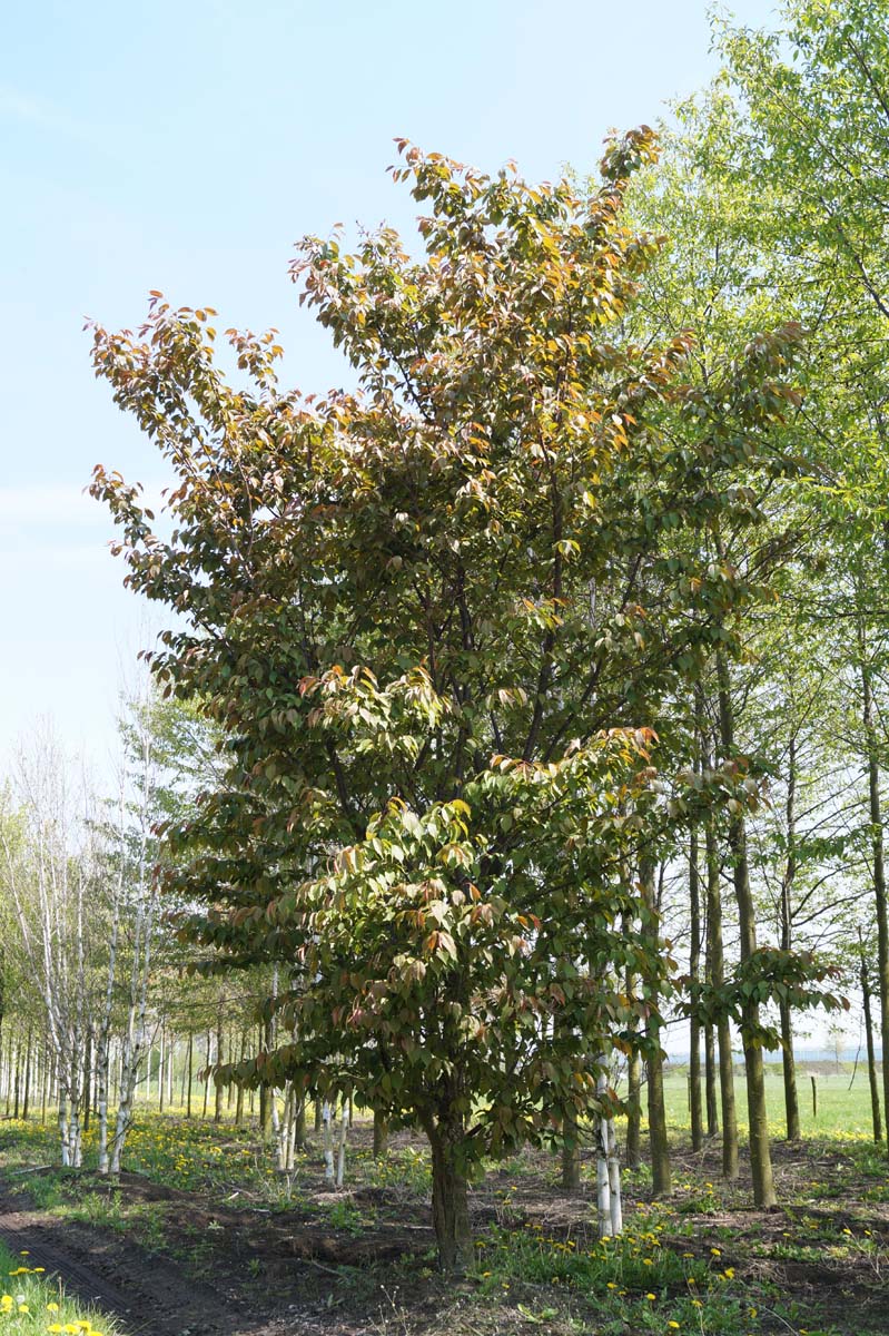 Prunus sargentii 'Charles Sargent' op stam op stam