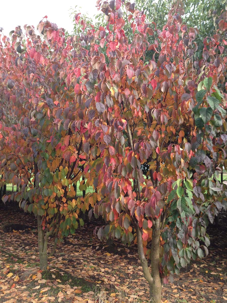 Prunus sargentii 'Charles Sargent' meerstammig / struik meerstammig