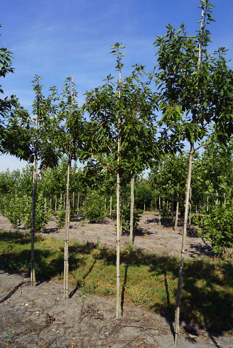 Prunus serrulata 'Pink Perfection' op stam op stam