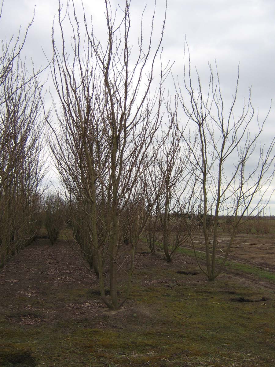 Prunus serrulata 'Pink Perfection' meerstammig / struik meerstammig