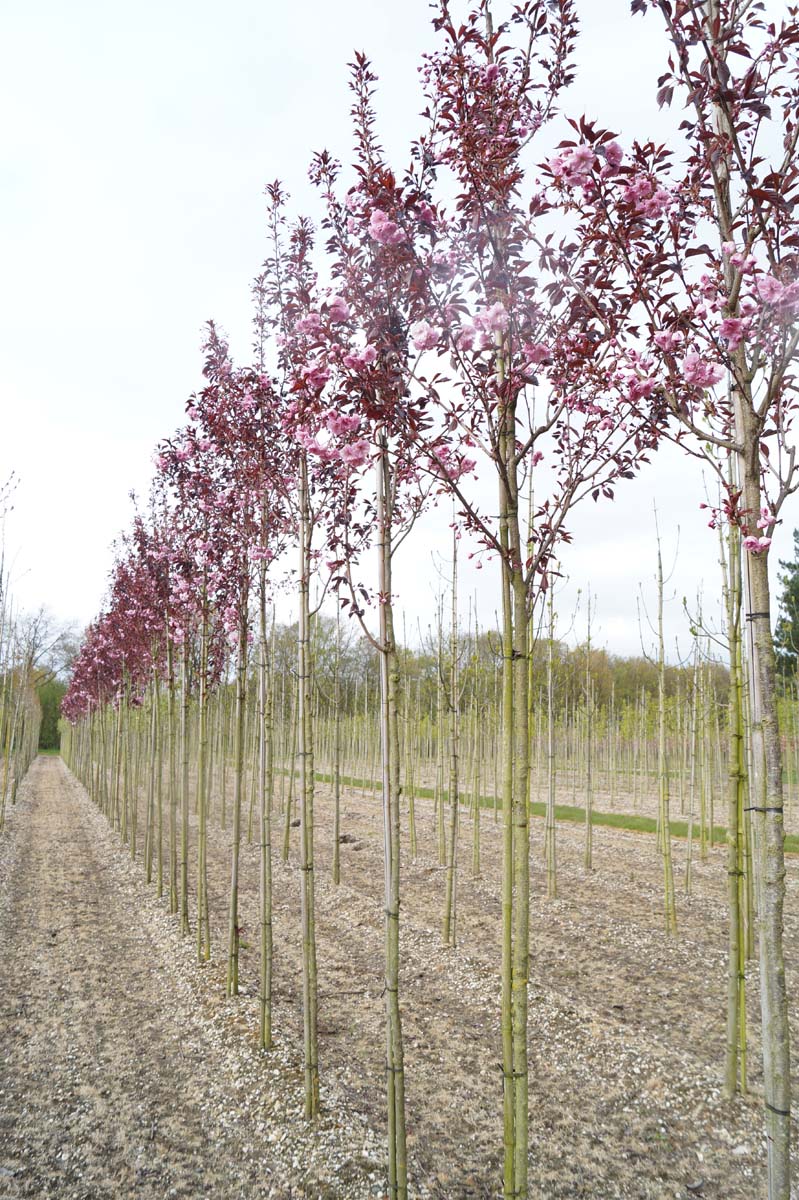 Prunus serrulata 'Royal Burgundy' op stam op stam