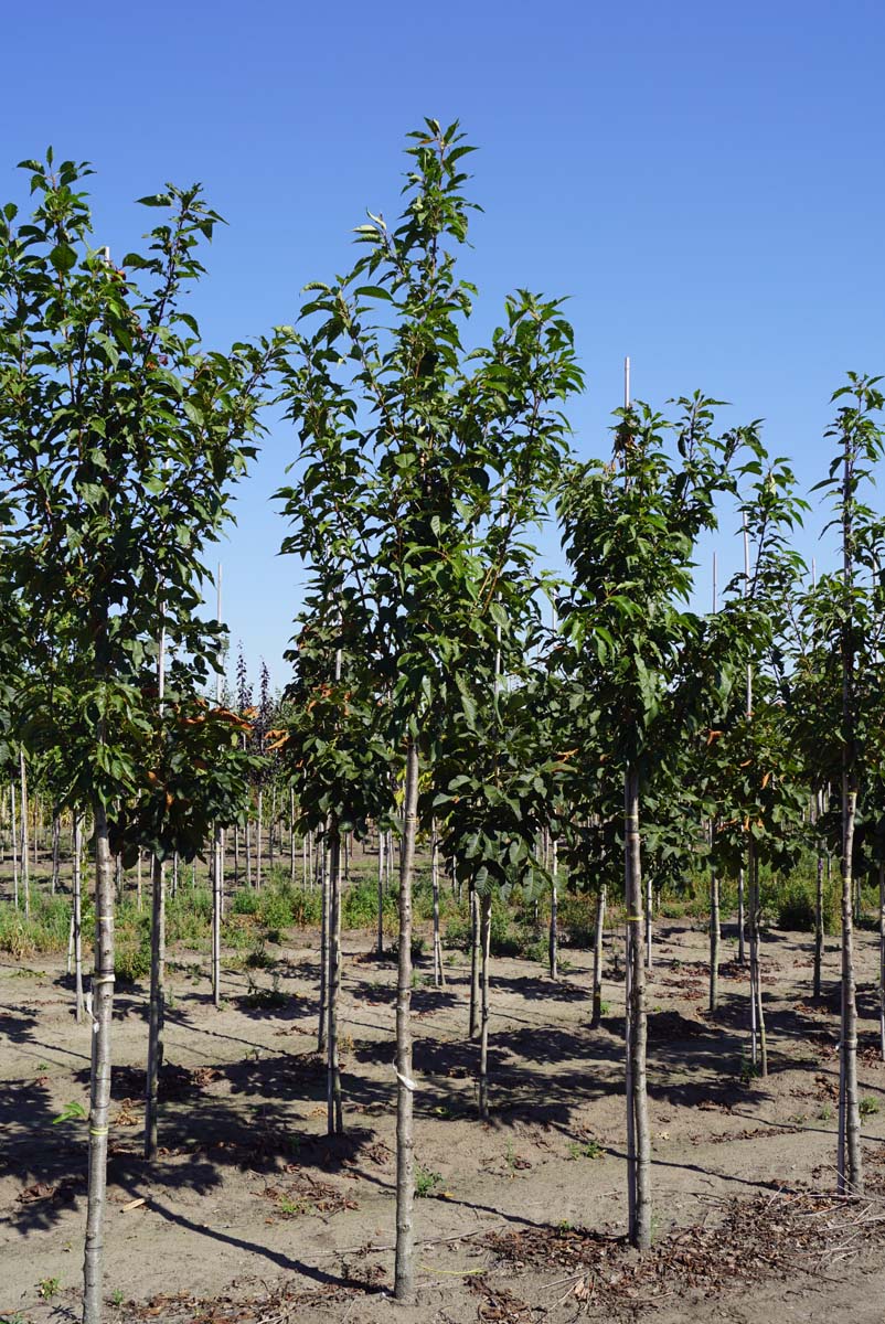 Prunus serrulata 'Sunset Boulevard' op stam op stam