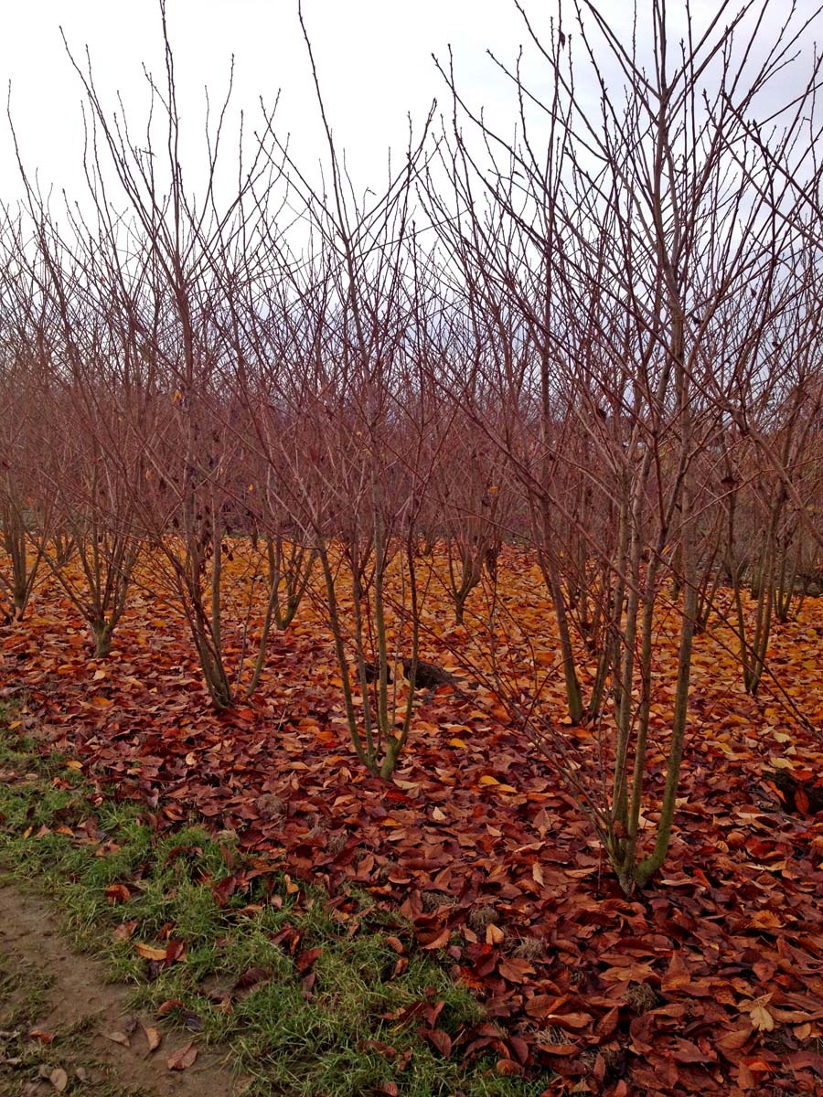 Prunus serrulata 'Taihaku' meerstammig / struik meerstammig