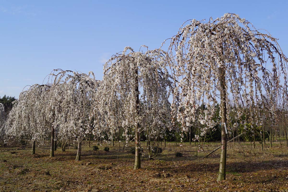 Prunus 'Snofozam' op stam op stam