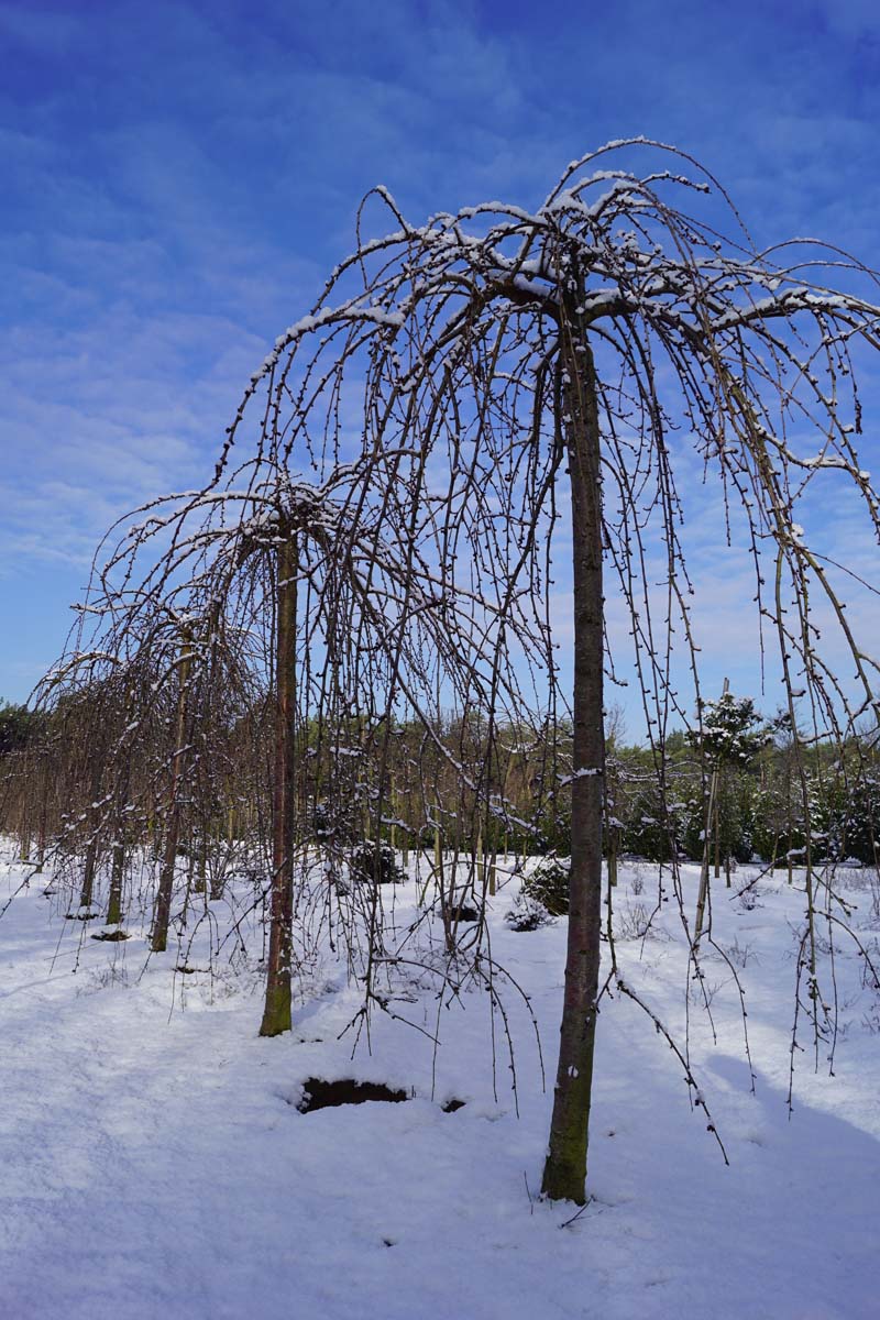 Prunus 'Snofozam' op stam op stam