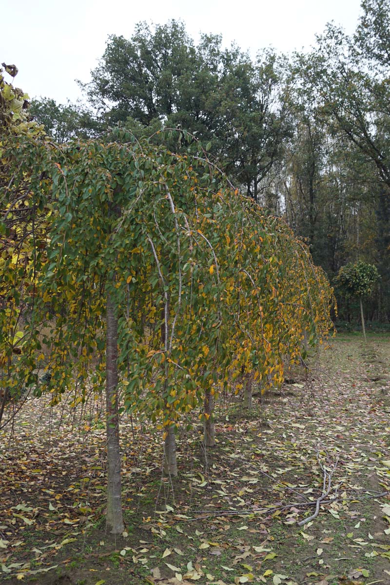 Prunus 'Snofozam' op stam op stam